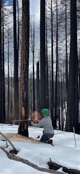 Top-rated landscaping services in Shingle Springs, CA - Pro Properties Cleaning & Services