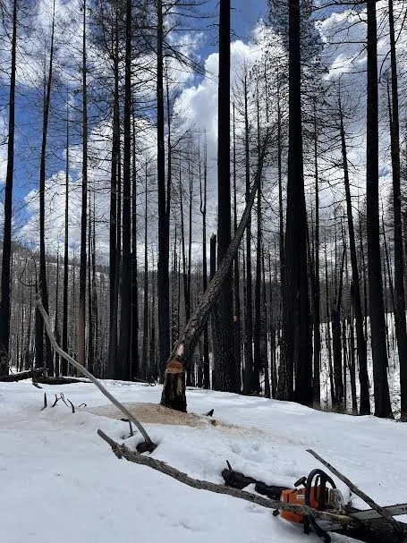 Professional outdoor landscaping in Shingle Springs, CA by Pro Properties Cleaning & Services