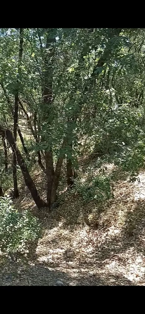 Trusted outdoor landscaping experts serving Shingle Springs, CA - Pro Properties Cleaning & Services