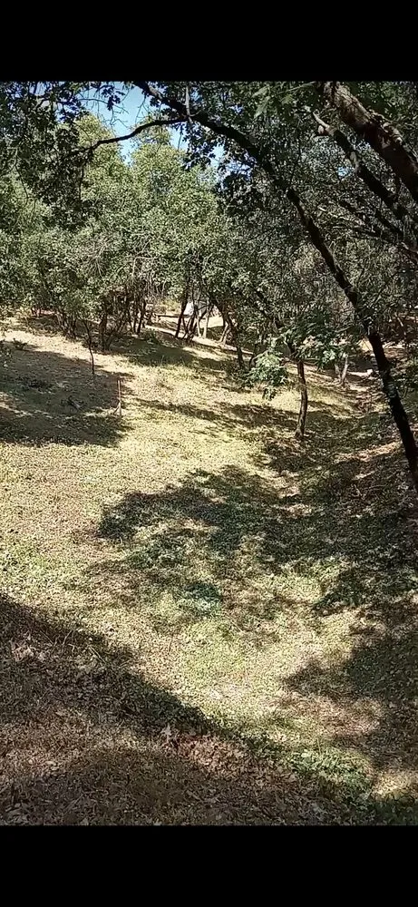 Trusted outdoor landscaping experts serving Shingle Springs, CA - Pro Properties Cleaning & Services