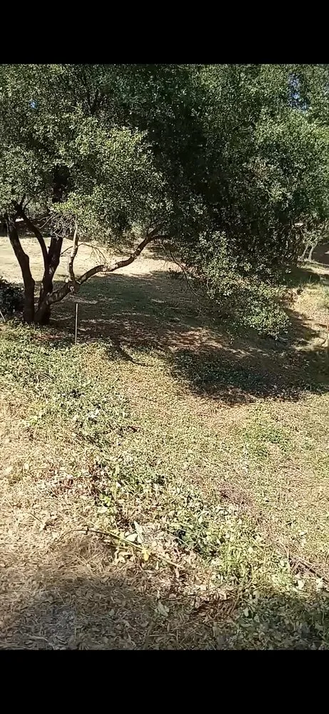 Expert lawn care service in Shingle Springs, CA by Pro Properties Cleaning & Services