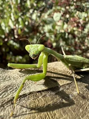 Pro Properties Cleaning & Services Logo