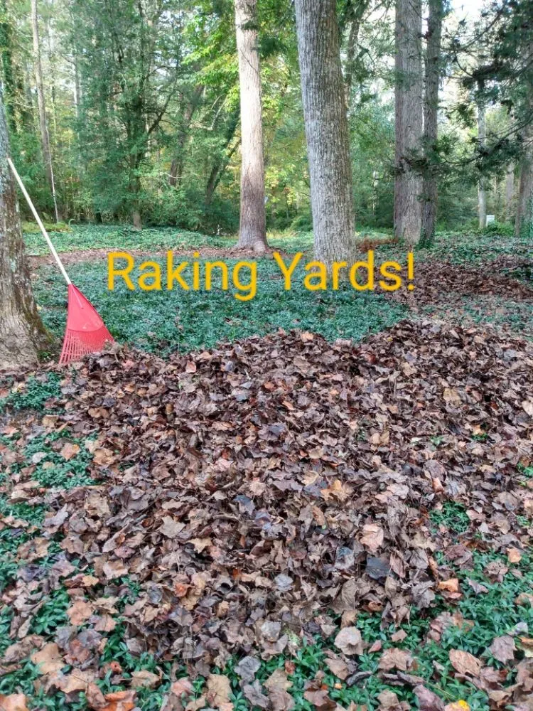 Trusted yard cleanup service experts serving Brevard, NC - Pro Residential Cleaning