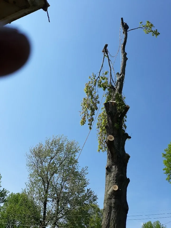 Top-rated landscape installation experts serving Springfield, MO - Pro Results Lawn & Tree Service