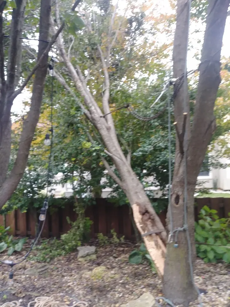 Local yard maintenance experts serving Springfield, MO - Pro Results Lawn & Tree Service