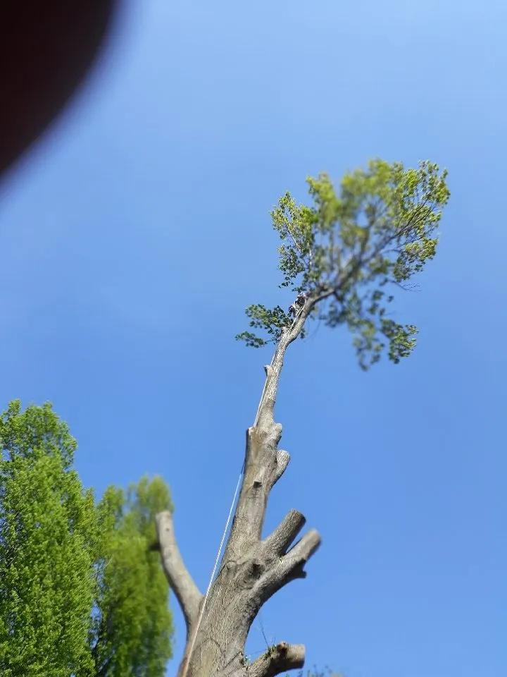 Professional landscaping services experts serving Springfield, MO - Pro Results Lawn & Tree Service