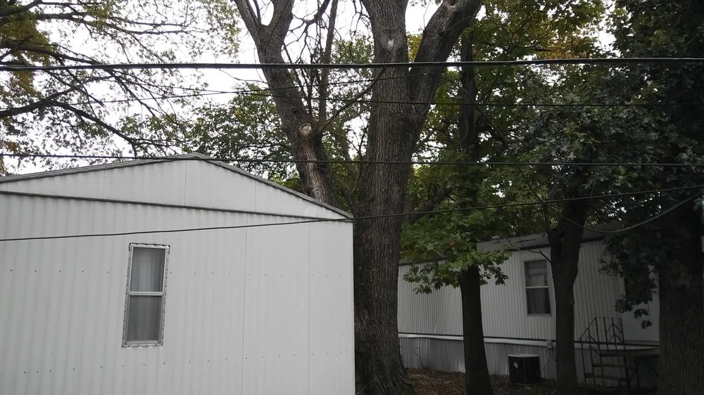 Professional yard cleanup service experts serving Springfield, MO - Pro Results Lawn & Tree Service