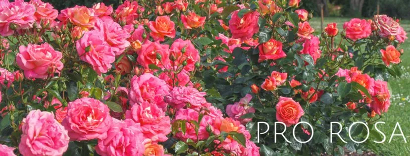 Affordable lawn care service for homes across Eugene, OR - Pro Rosa