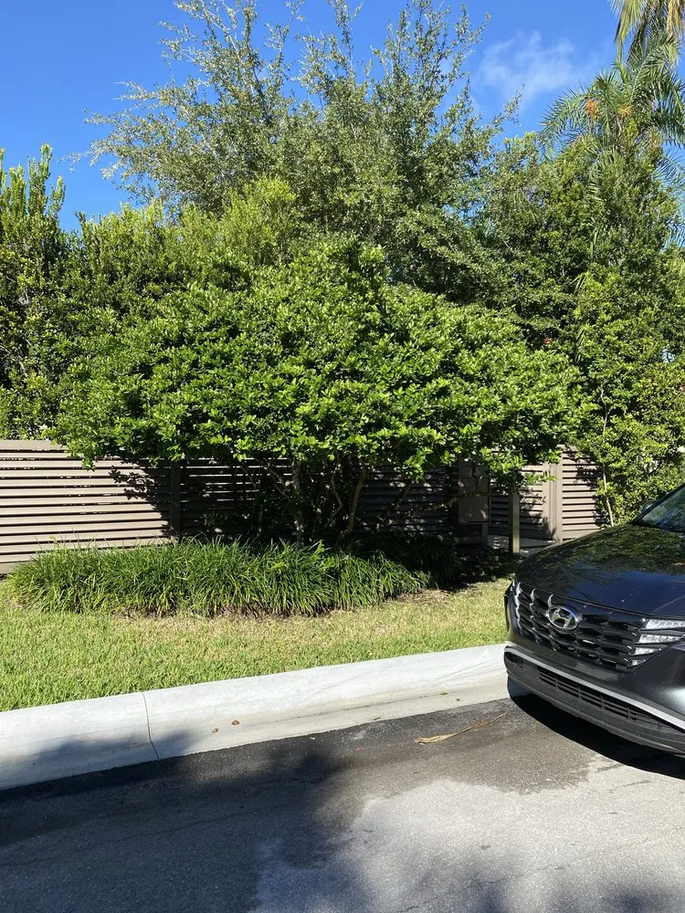 Trusted lawn mowing service for homes across Miami, FL - Pro Scape