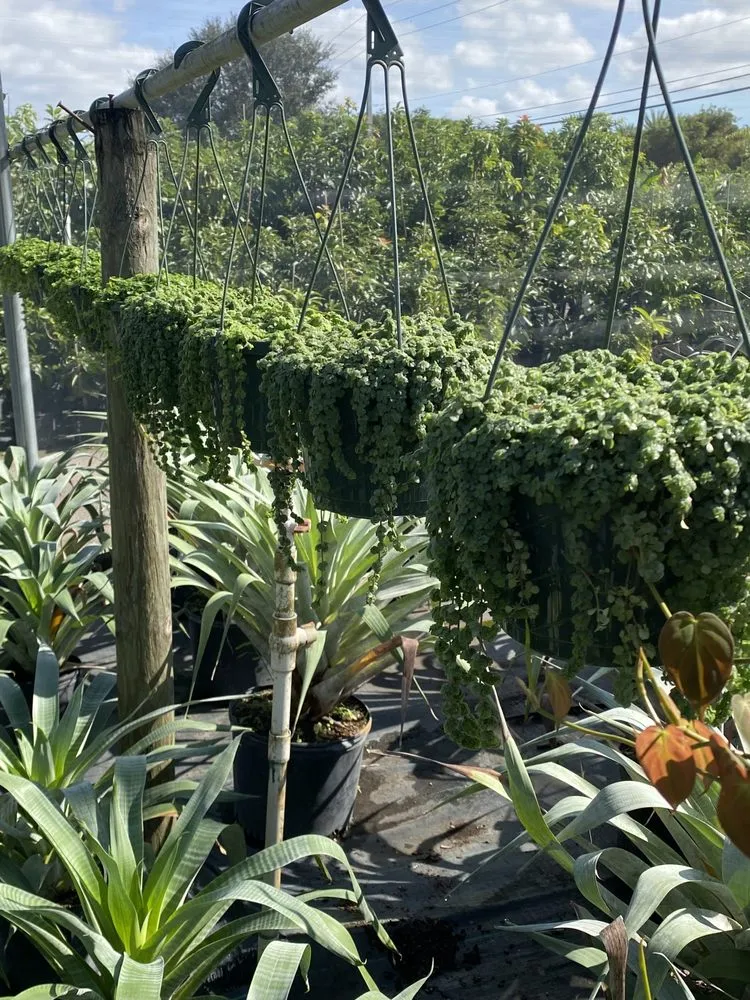 Professional yard maintenance in Miami, FL by Pro Scape