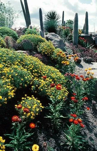 Top-rated landscape installation in Windcrest, TX - Pro Scape