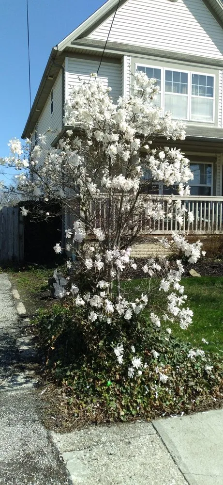 Top-rated lawn mowing service for homes across Cleveland, OH - Pro Scapes