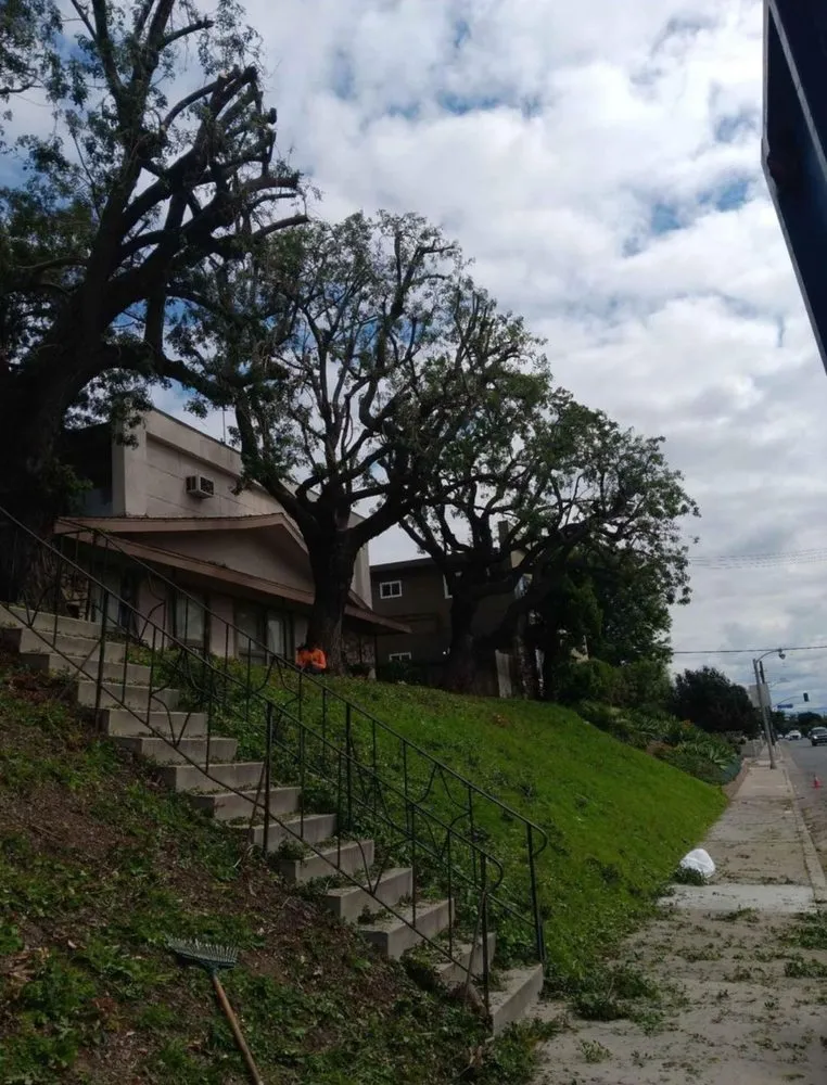 Custom yard maintenance in Cypress, CA - Pro Serve Landscapers