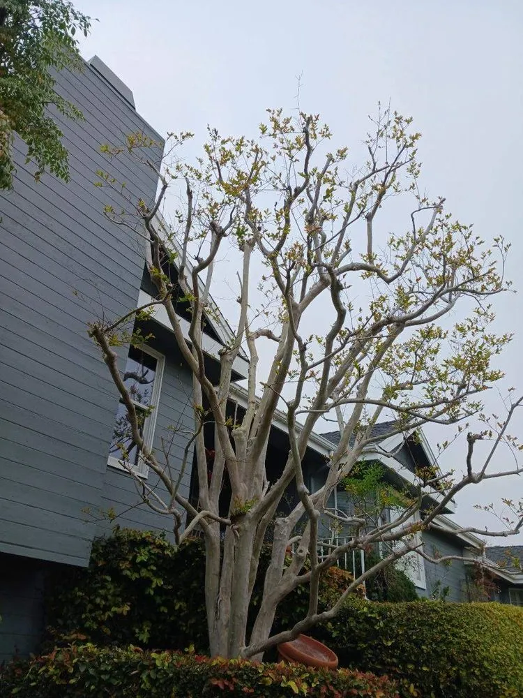 Custom yard cleanup service in Cypress, CA by Pro Serve Landscapers