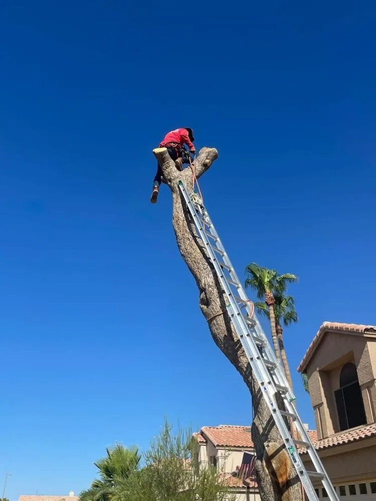 Professional lawn mowing service experts serving Phoenix, AZ - Pro-Service Landscaping & Construction