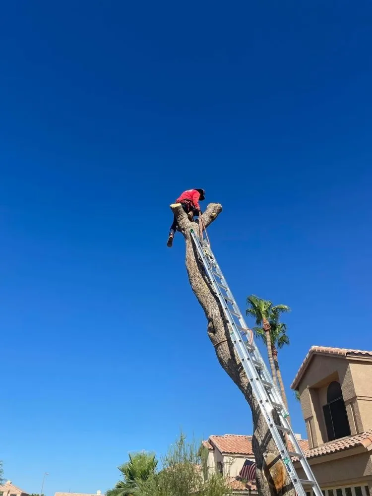 Top-rated landscape installation near you across Phoenix, AZ - Pro-Service Landscaping & Construction