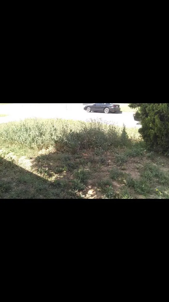 Expert yard cleanup service in Whittier, CA by Pro-Tech Gardening Landscaping