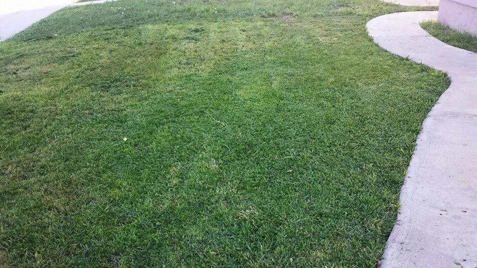 Trusted yard cleanup service in Whittier, CA - Pro-Tech Gardening Landscaping