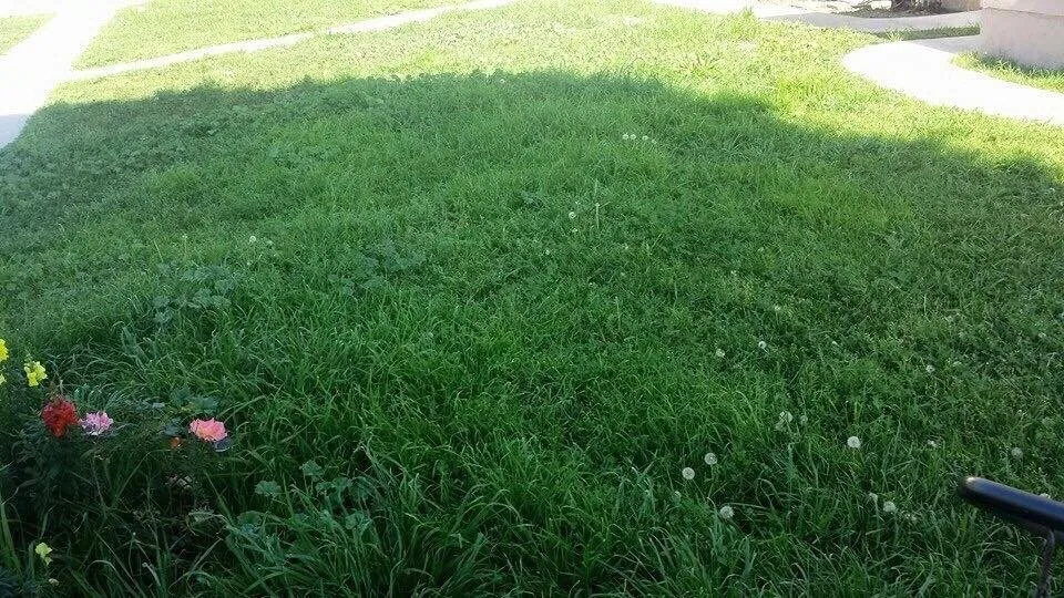 Local landscape installation in Whittier, CA by Pro-Tech Gardening Landscaping