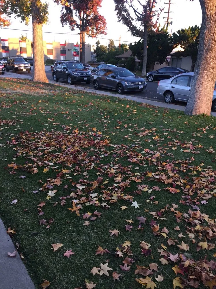 Affordable lawn mowing service experts serving Whittier, CA - Pro-Tech Gardening Landscaping