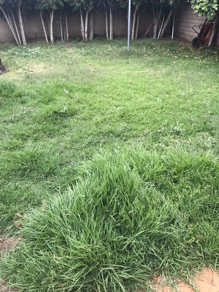 Expert outdoor landscaping in Whittier, CA by Pro-Tech Gardening Landscaping