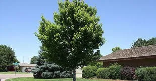 Professional yard maintenance near you in Cimarron, KS by Pro Tech Spraying Service