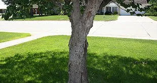 Reliable lawn mowing service in Cimarron, KS - Pro Tech Spraying Service