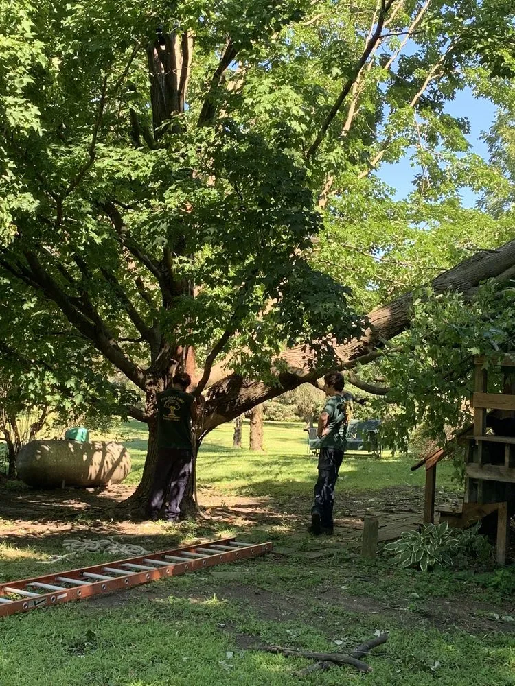 Top-rated yard cleanup service in Garden Prairie, IL by Pro Tree Care Linda Johns