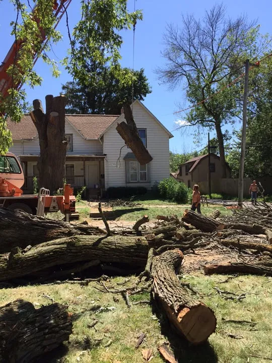 Trusted landscape design in Garden Prairie, IL - Pro Tree Care Linda Johns