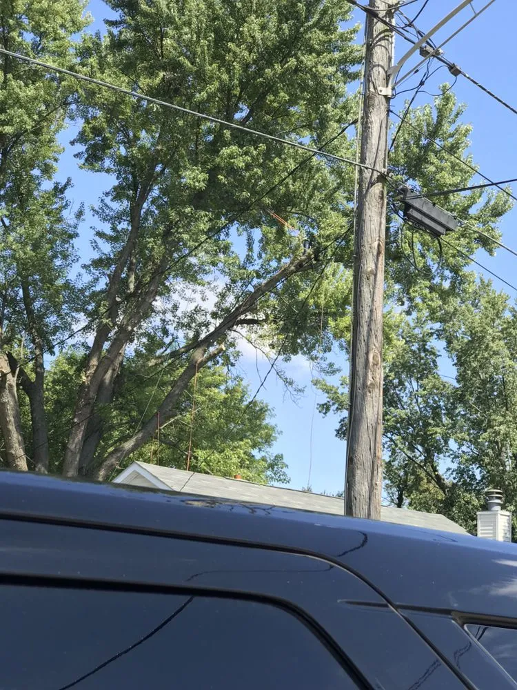 Professional yard cleanup service experts serving Garden Prairie, IL - Pro Tree Care Linda Johns