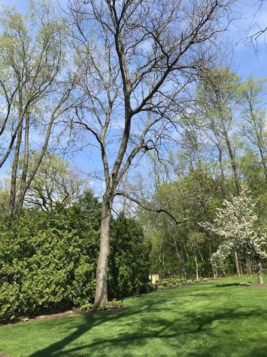 Affordable yard cleanup service for year-round maintenance across Garden Prairie, IL - Pro Tree Care Linda Johns