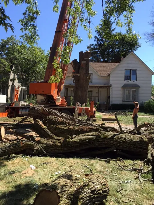 Local yard maintenance experts serving Garden Prairie, IL - Pro Tree Care Linda Johns