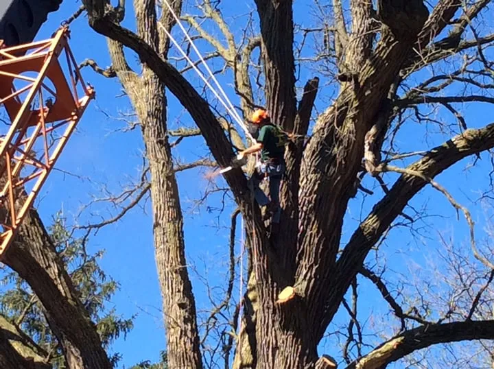 Affordable yard cleanup service for beautiful yards in Garden Prairie, IL by Pro Tree Care Linda Johns