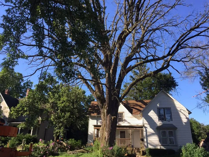 Trusted yard cleanup service in Garden Prairie, IL by Pro Tree Care Linda Johns