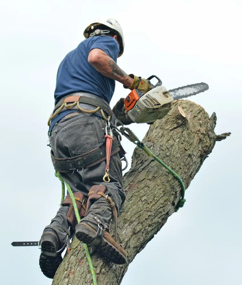 Affordable yard cleanup service in Garden Prairie, IL by Pro Tree Care Linda Johns