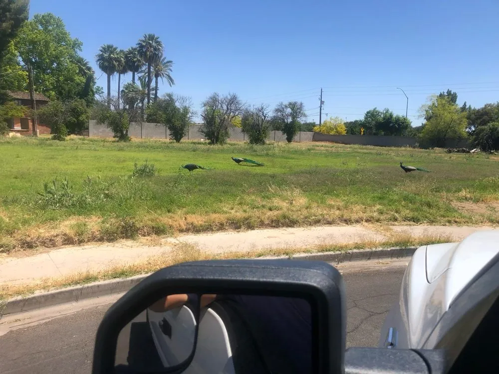 Expert yard maintenance experts serving Guadalupe, AZ - Pro Tree Removal And Trimming Services