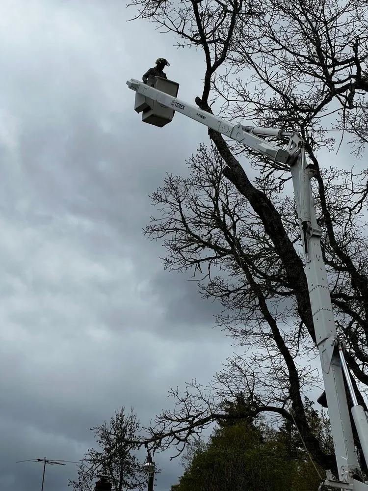 Trusted outdoor landscaping with custom design in Springfield, OR by Pro Tree Removing And Landscaping