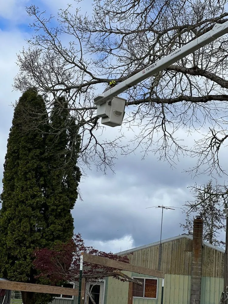 Affordable garden landscaping for residential properties across Springfield, OR - Pro Tree Removing And Landscaping