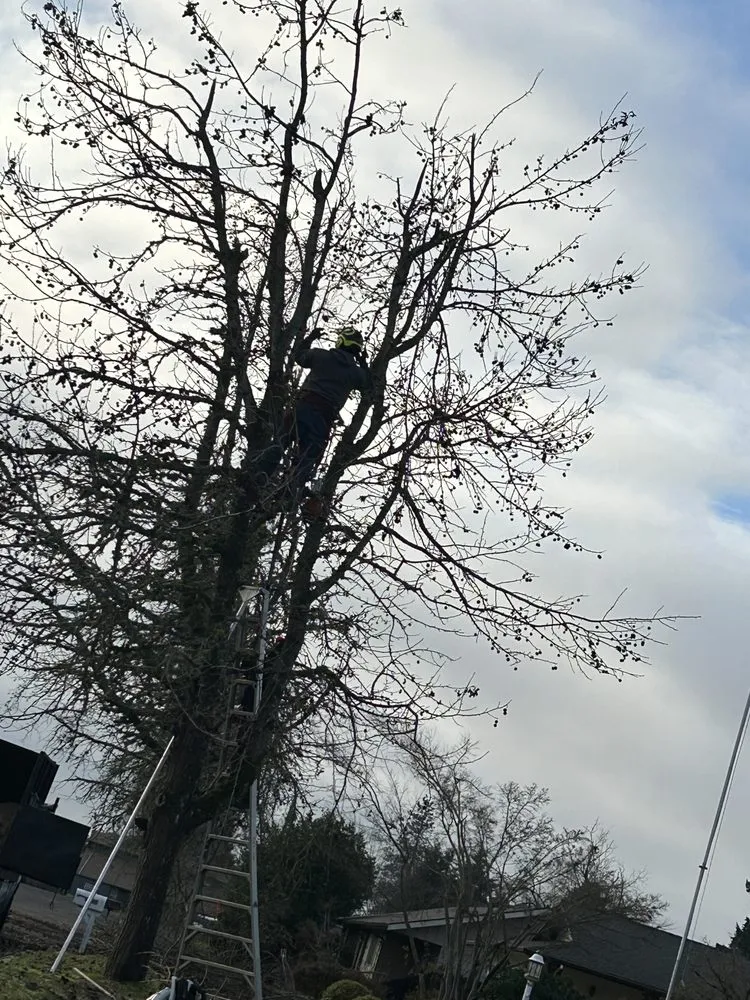 Professional landscape design in Springfield, OR - Pro Tree Removing And Landscaping