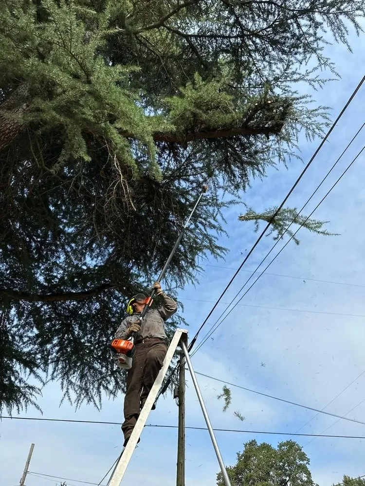 Custom landscaping services with custom design across Springfield, OR - Pro Tree Removing And Landscaping