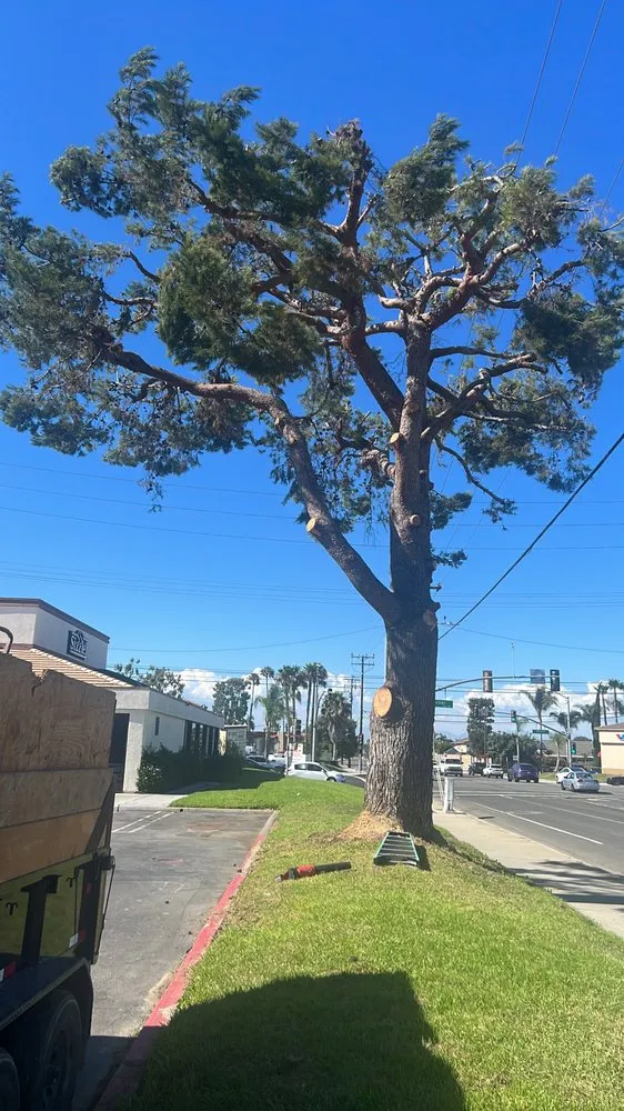 Trusted residential landscaping for outdoor upgrades across Placentia, CA - Pro Tree Service and Landscape