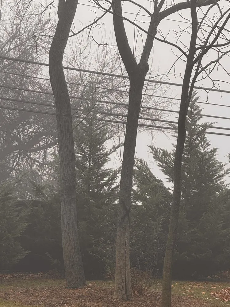 Top-rated yard cleanup service in Atco, NJ - Pro Tree Source