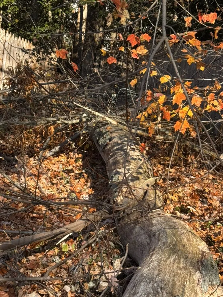 Local landscaping services for homes across Atco, NJ - Pro Tree Source