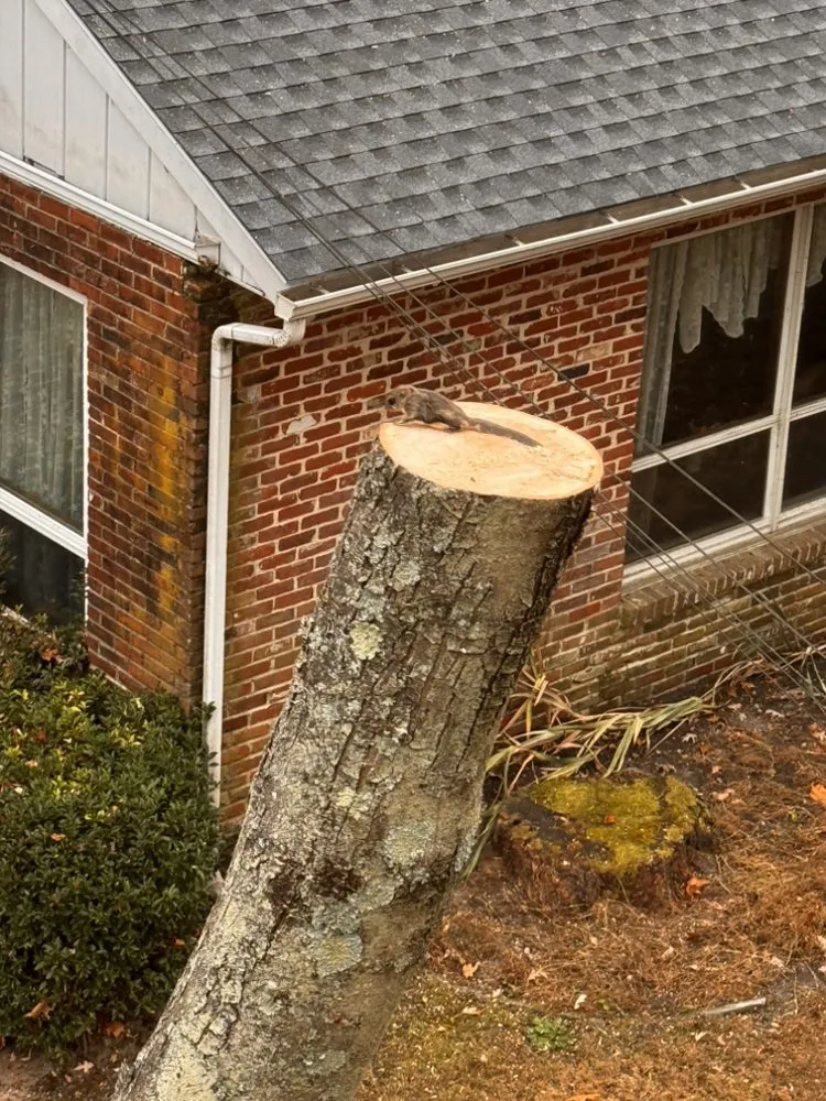 Expert garden landscaping in Atco, NJ by Pro Tree Source