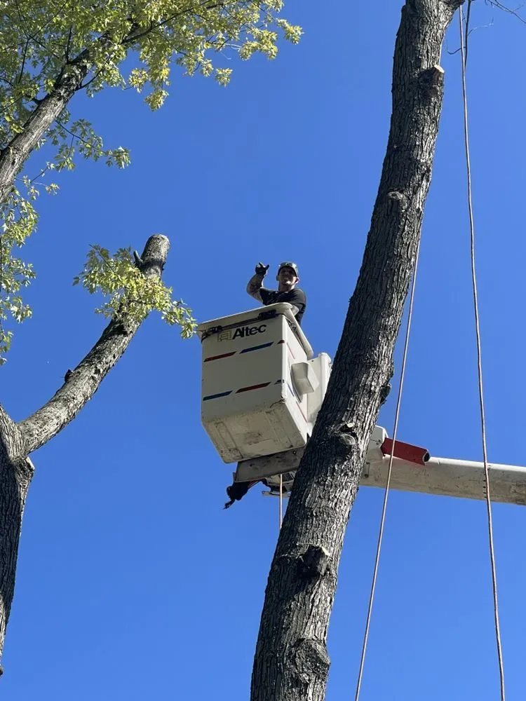 Trusted lawn care service in Atco, NJ - Pro Tree Source