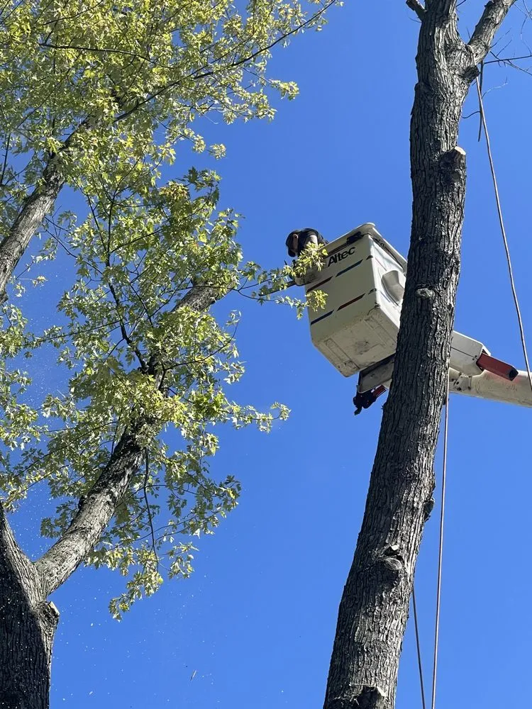 Top-rated landscape design experts serving Atco, NJ - Pro Tree Source