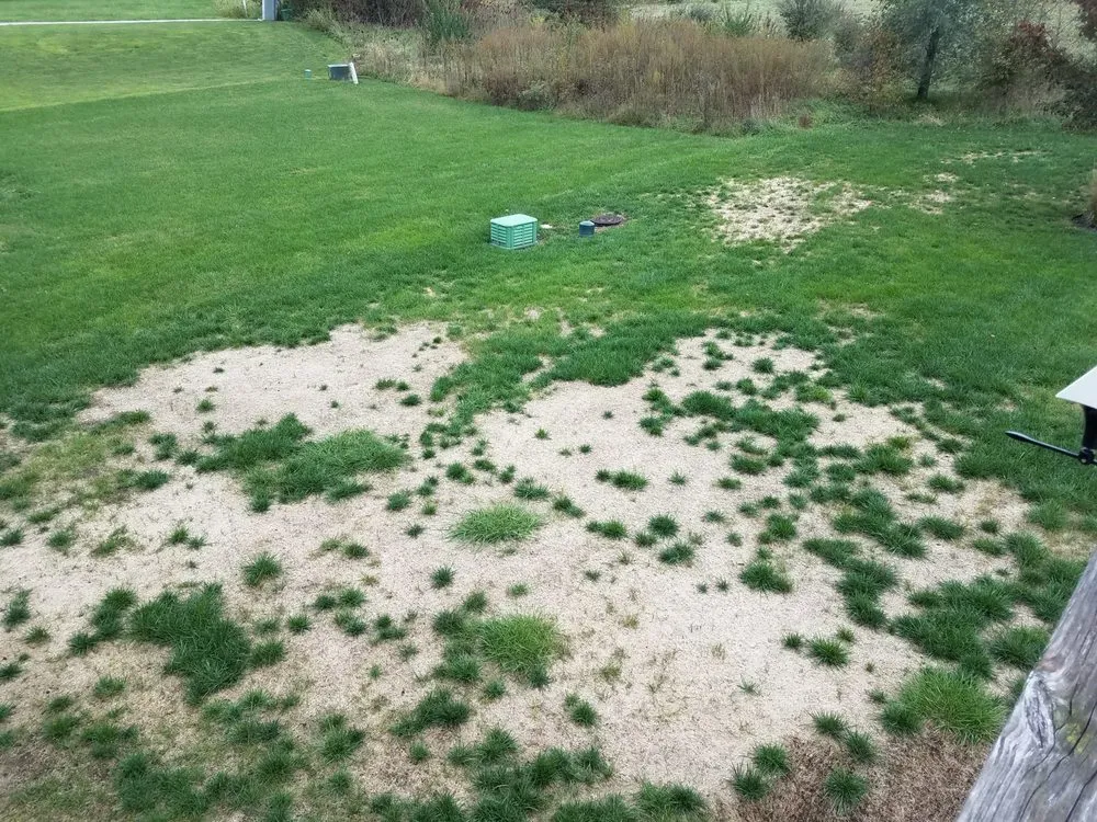 Professional outdoor landscaping for beautiful yards across Belton, MO - Pro Turf and Pro Pest Solutions