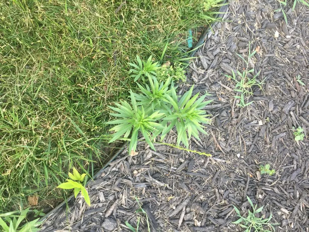 Trusted yard maintenance with custom design in Belton, MO by Pro Turf and Pro Pest Solutions