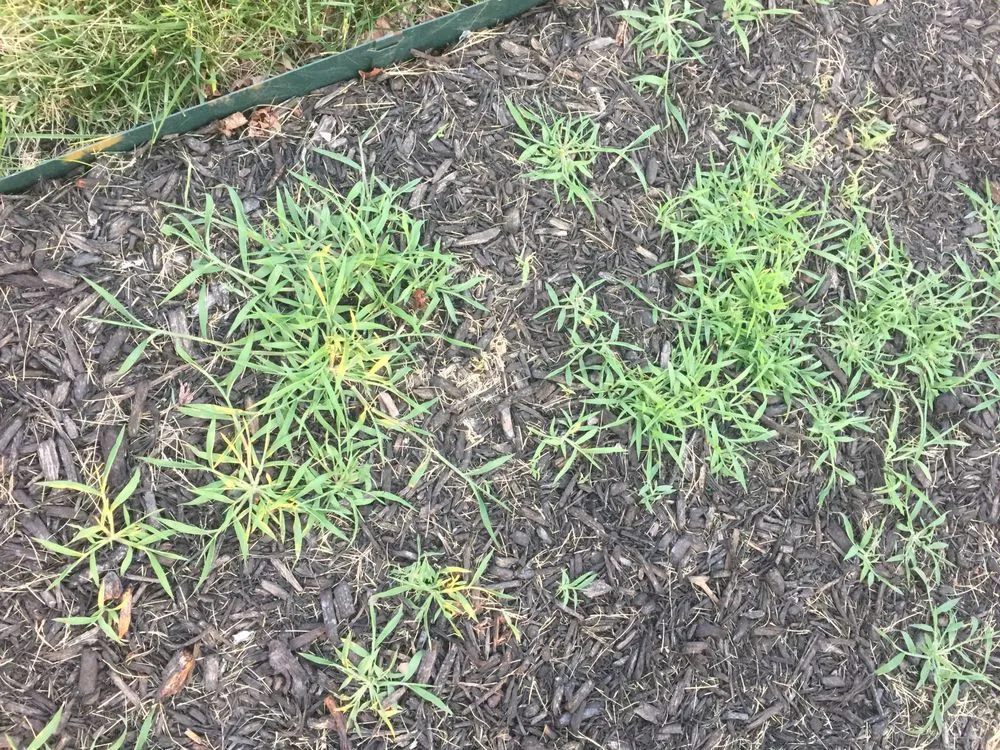 Custom lawn mowing service in Belton, MO - Pro Turf and Pro Pest Solutions