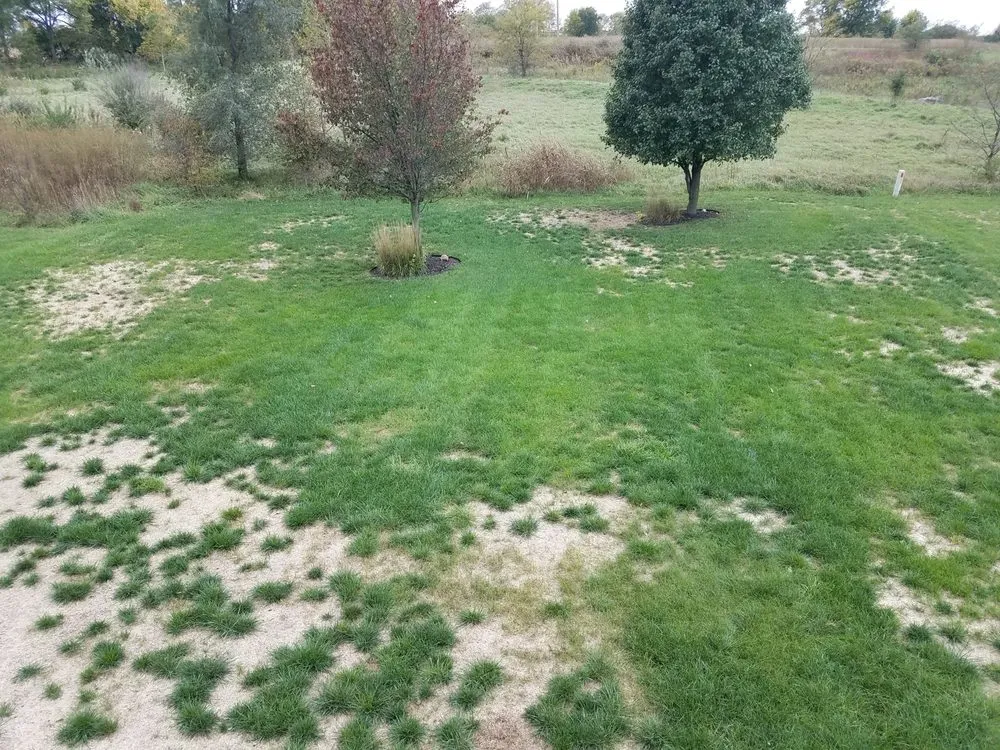 Expert lawn mowing service experts serving Belton, MO - Pro Turf and Pro Pest Solutions